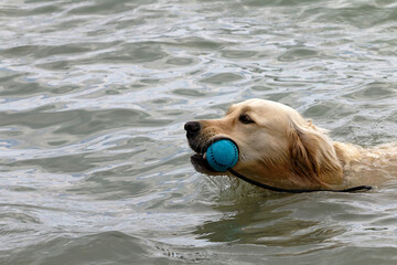 Golden retriever dog swimming in water with a blue ball in its mouth