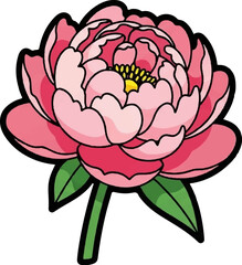 A pink peony flower with green leaves on a white background