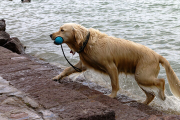 Golden retriever dog emerges from water with a blue ball in its mouth, stepping onto rocks