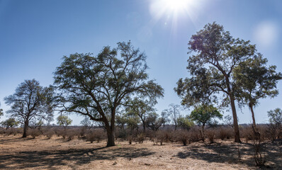 On Safari, Zambia, on the Zambezi
