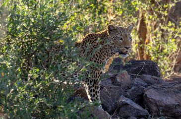 Leopard at Safari