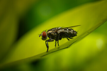 Macro close up of housefly resting on green leaf with blurred nature background.