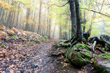 Camino hacia la niebla