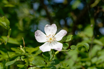 Delicate wild rose flower with five petals blooming in lush green foliage on a sunny day