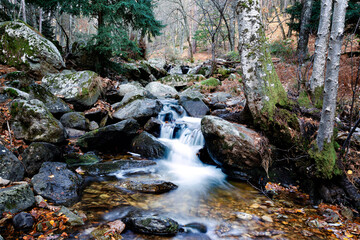 Arroyo en el abedular