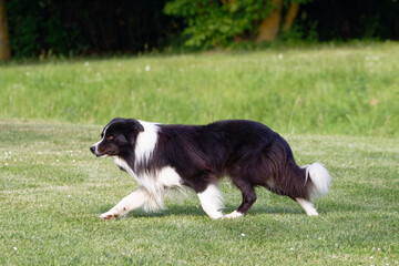 Intelligent border collie dog in motion on a grassy field during daytime