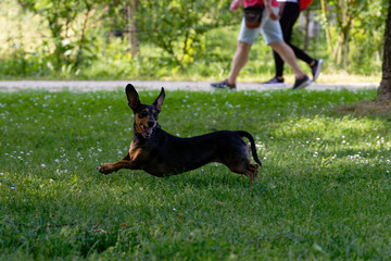 Energetic dachshund running joyfully across a grassy park with people walking in the background