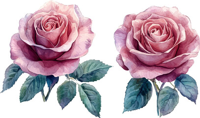pink roses on white background