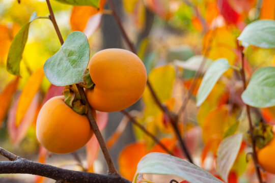 Ripe Persimmons on Autumn Tree Branch