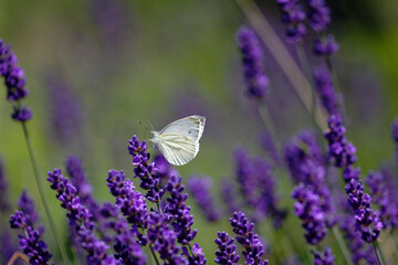 Delicate white butterfly rests on vibrant purple lavender flowers in a sunlit field © Levente Varga
