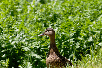 A solitary mallard duck stands alert in lush green foliage on a sunny day