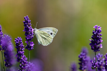White butterfly resting on a vibrant purple lavender flower in soft sunlight © Levente Varga