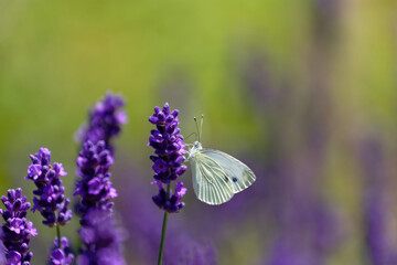 Delicate white butterfly rests on a vibrant purple lavender flower in soft focus