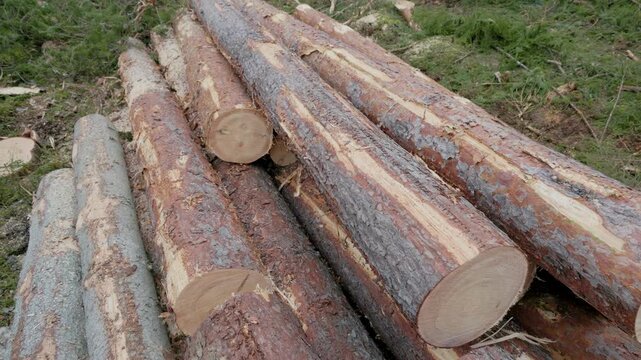 Detailed view of stacked pine logs with rough bark and spray-painted end markings, showing cut texture and natural patterns. No visible copy space