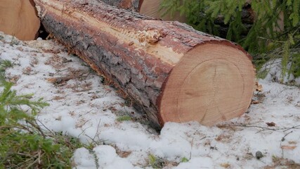 Close-up of freshly felled pine logs lying on snow-covered forest floor, surrounded by evergreen branches. No visible markings or equipment