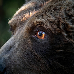 Close-up photo of a bear eye with warm light reflections and detailed fur texture. Powerful wildlife portrait symbolizing strength, alertness, and connection with nature.