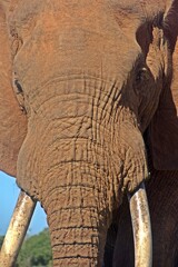 big ADDO Elephant Bull