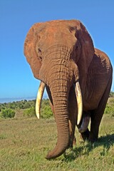 big ADDO Elephant Bull