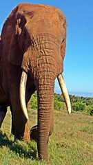 big ADDO Elephant Bull