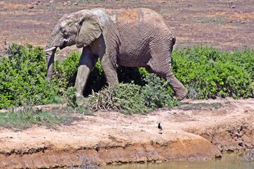 a big ADDO Elephant Bull after a mud bath