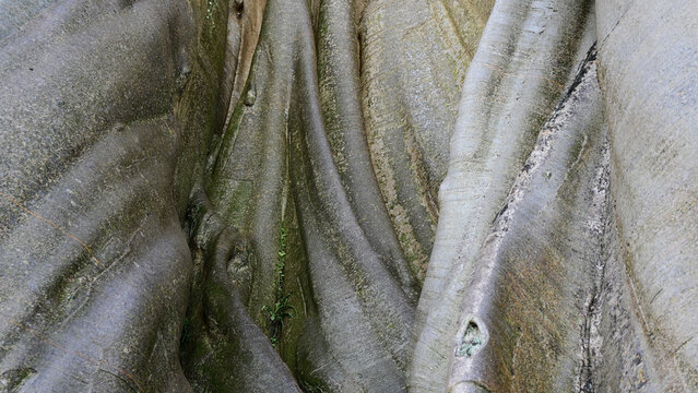 Massive Tree Growing Over Rock Formations, Low Angle View "Kayu Putih Tabanan Bali"