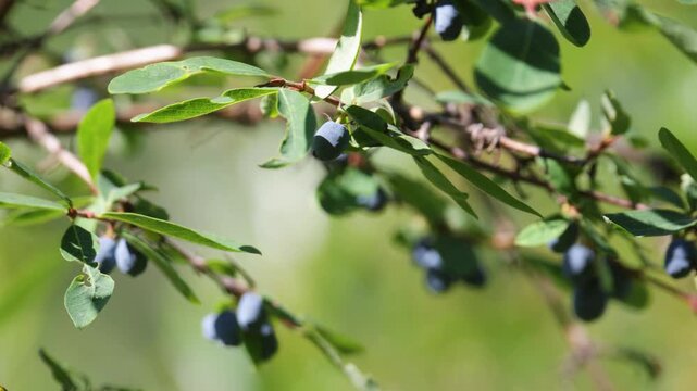 Honeysuckle berries on a bush, close up of useful vitamin honeysuckle berries