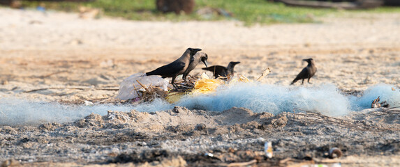 Fototapeta premium Black raven or crow bird searching for food at a fishing net, beach of Goa, animal behavior, India, pollution and environment