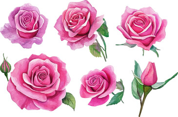 pink roses on white background