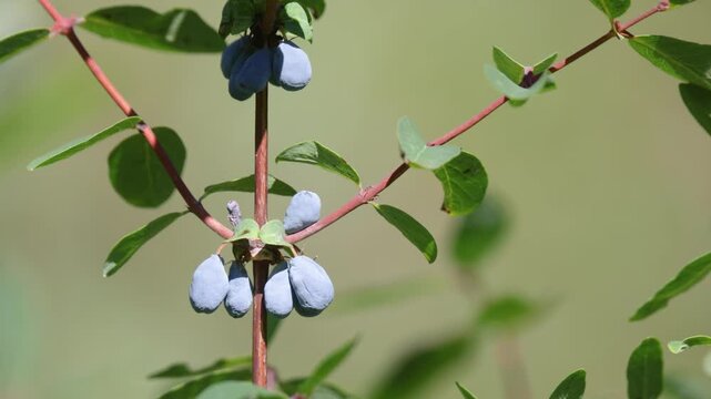 Honeysuckle berries on a bush, close up of useful vitamin honeysuckle berries