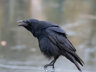 A Crow in distress the day after New Year Celebration with fireworks - can be seen on the feathers. High quality photo