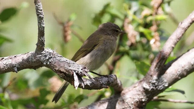 Common chiffchaff sitting on a tree  in spring close up
