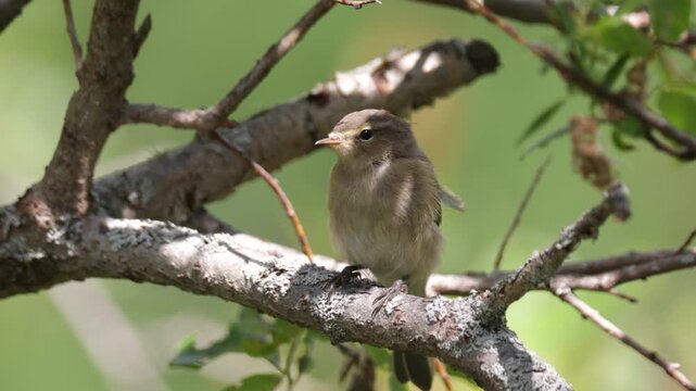 Common chiffchaff sitting on a tree  in spring close up