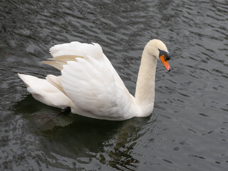Obraz premium White Swan on Black Water with open Wings. High quality photo