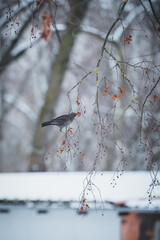 A female thrush sitting on a branch of a snowy tree. A snowy day in the park. Blackbird on a tree.