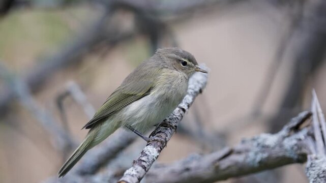 Common chiffchaff sitting on a tree  in spring close up