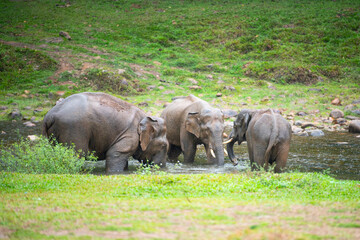Fototapeta premium Indian elephants, wild herd taking a bath at waterhole, Anakulam near Munnar, wildlife of India, elephant family at a rainy day