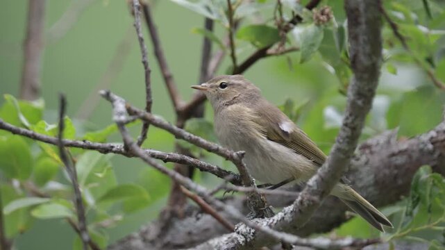 Common chiffchaff sitting on a tree  in spring close up
