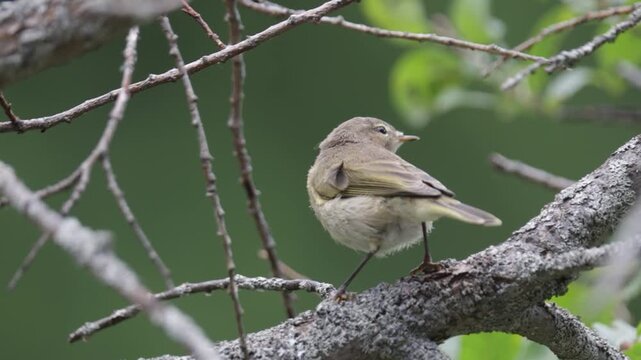 Common chiffchaff sitting on a tree  in spring close up