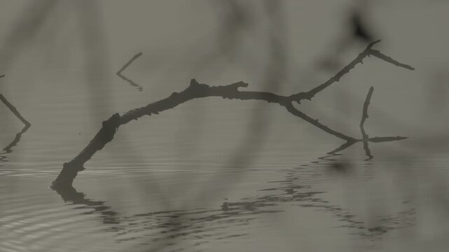 A tree branch emerging from the banks of the Adda River, serving as a perch for local wildlife.