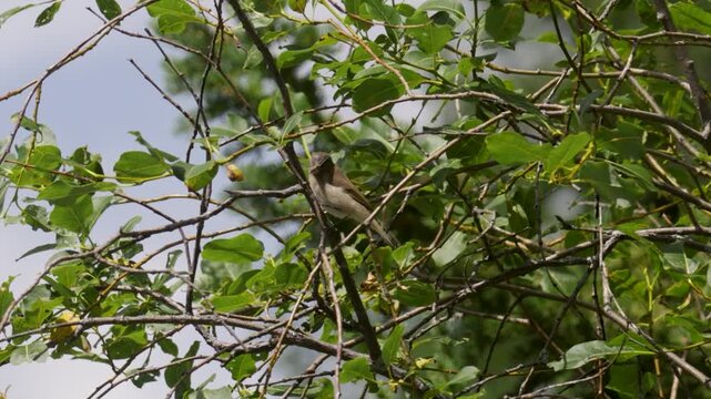 Common chiffchaff sitting on a tree  in spring close up