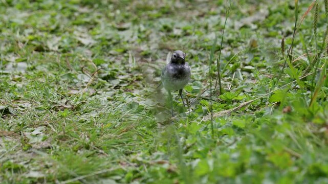 A white wagtail searches for food in the grass