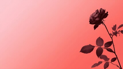A single dark rose silhouette stands against a soft coral background, creating a striking contrast that highlights its elegance.