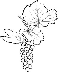 Hand drawn grape cluster with leaves illustration isolated
