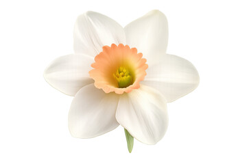 Fototapeta premium White narcissus daffodil flower with orange cup and yellow stamens on transparent background cutout