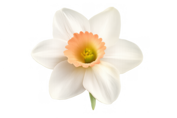 White narcissus daffodil flower with orange cup and yellow stamens on transparent background cutout