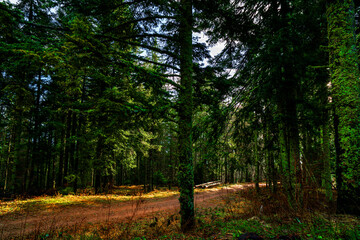 Obraz premium path through the forest trees in the mountains of the Upper Rhine in France