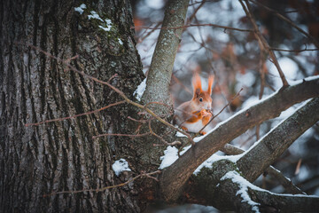 A squirrel on a snowy tree. A squirrel with a small nut that I hold in my front paws.