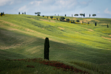 Landscapes in the Orcia Valley, Tuscany, Italy.