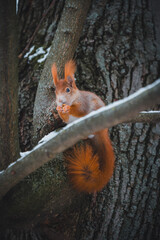 A squirrel on a snowy tree. A squirrel with a small nut that I hold in my front paws.