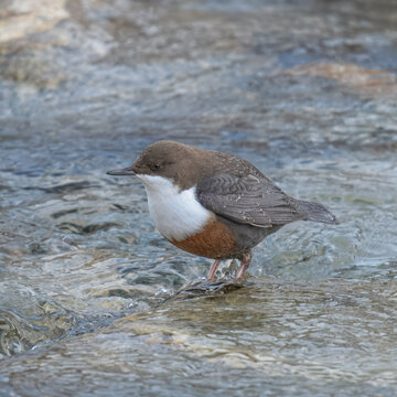 dipper ((Cinclus cinclus),  white-throated dipper 